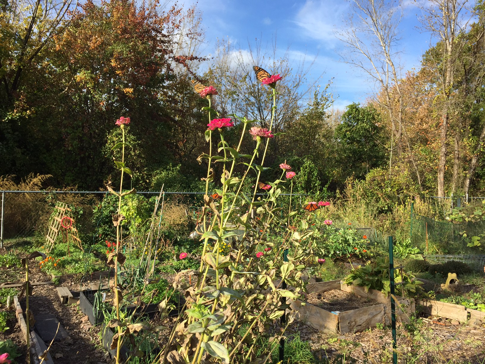 Community Garden with Monarch Butterflies