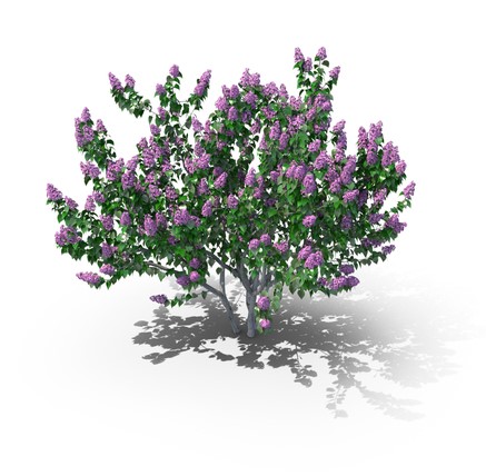 Common Lilac