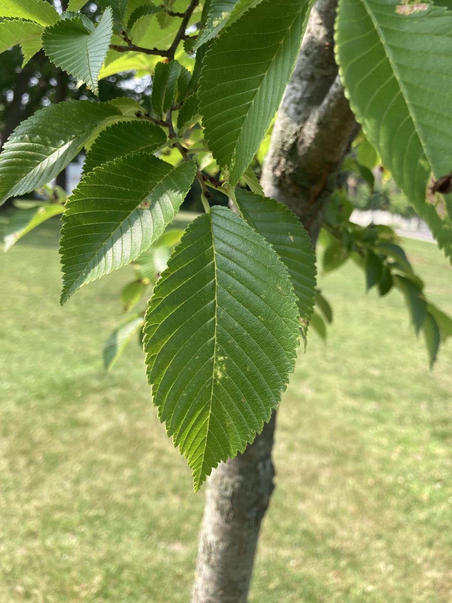 Leaves