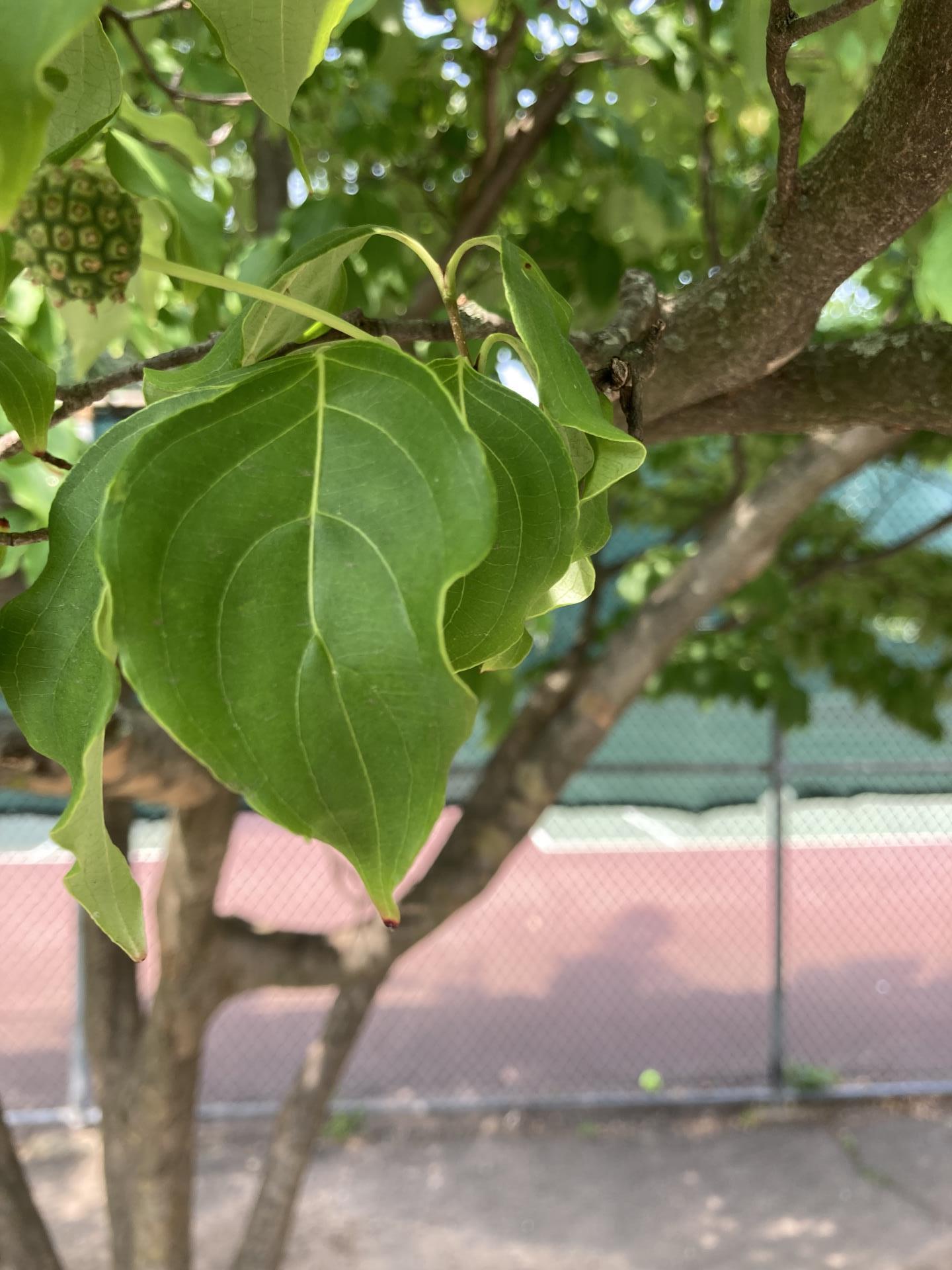 Leaves