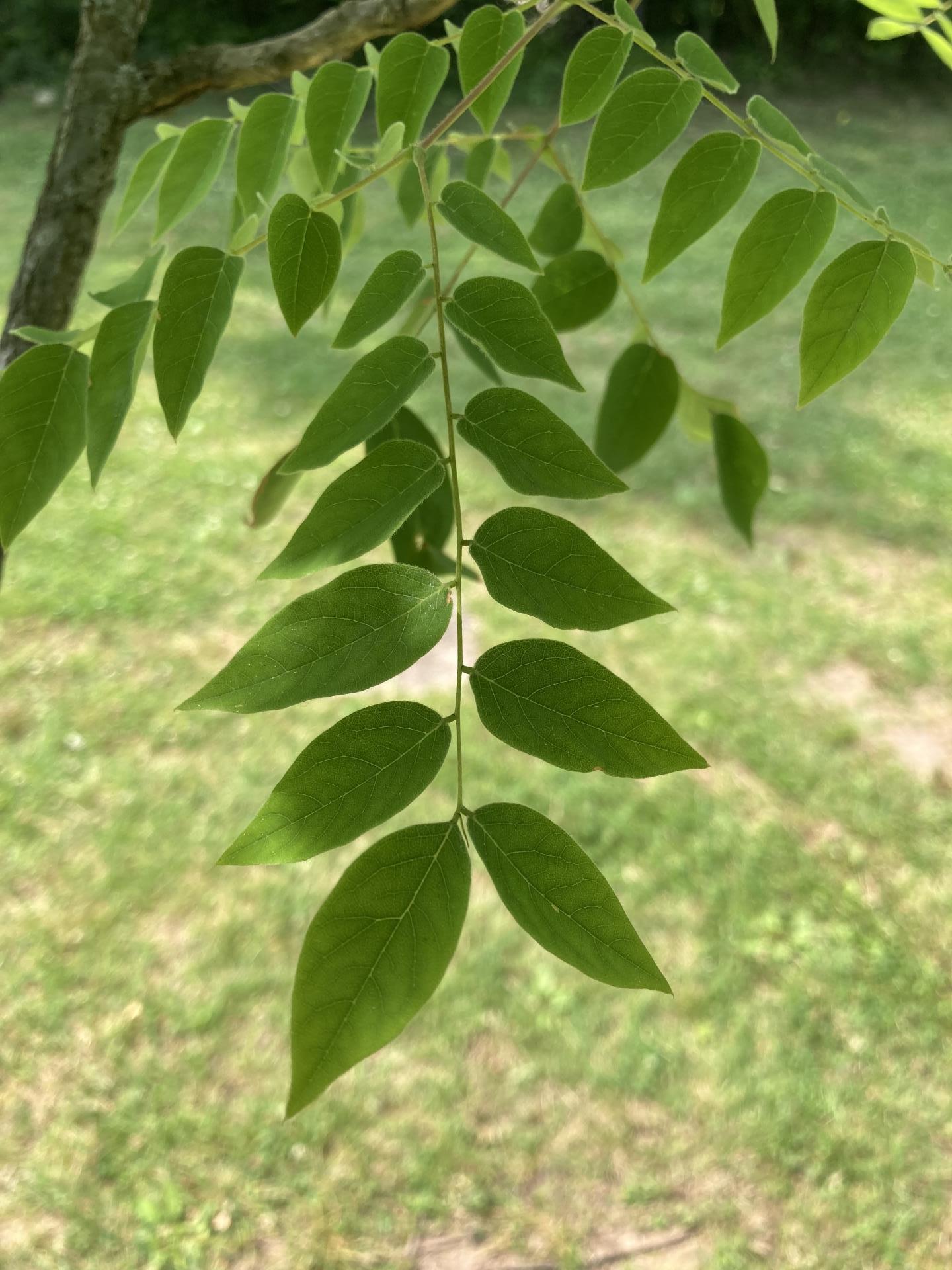 Leaves