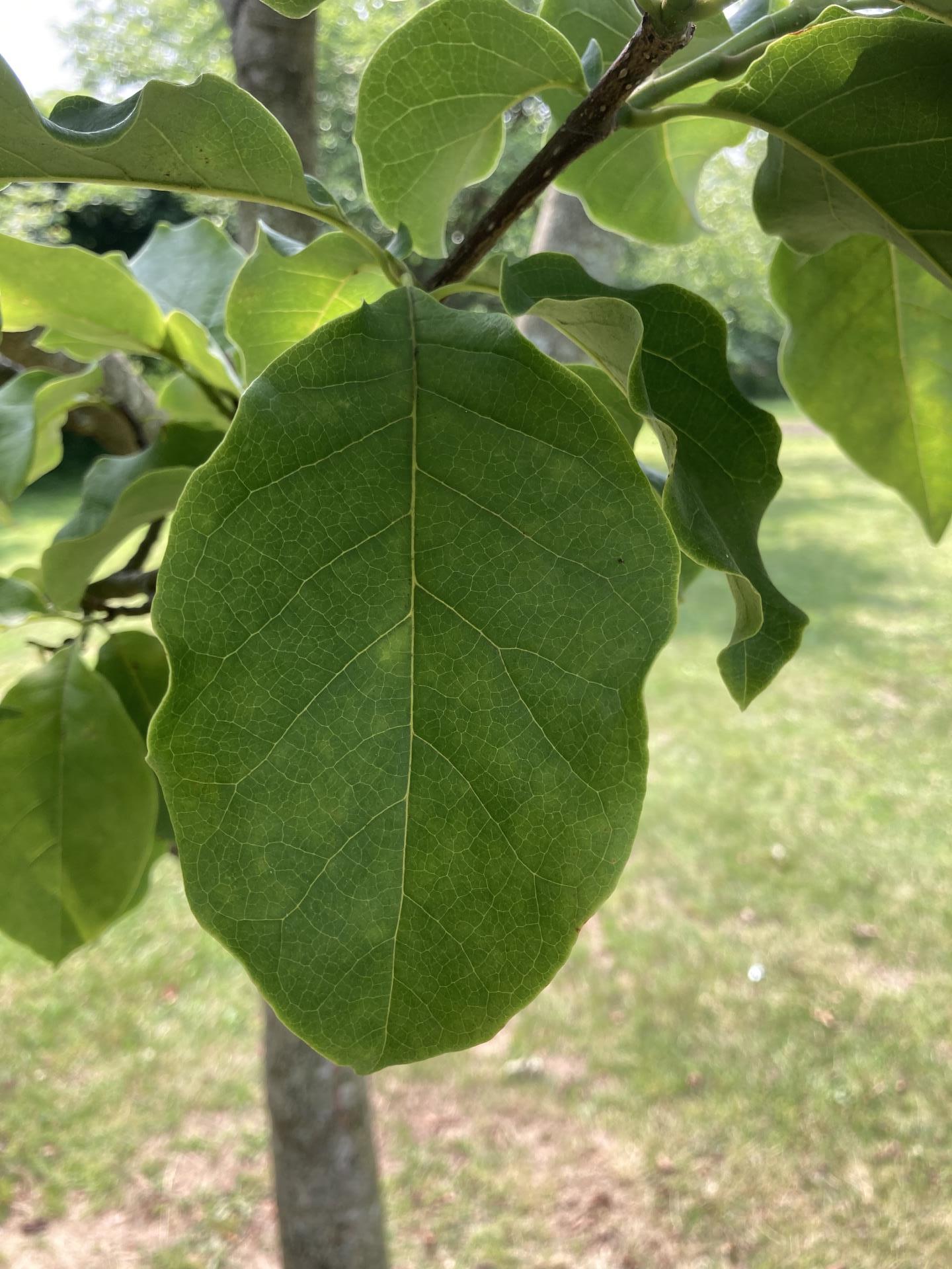 Leaves