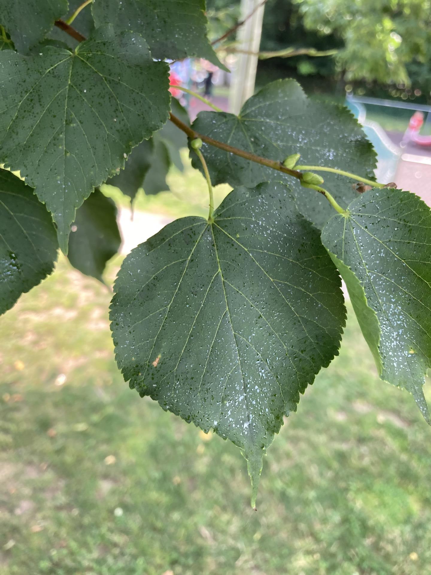 Leaves