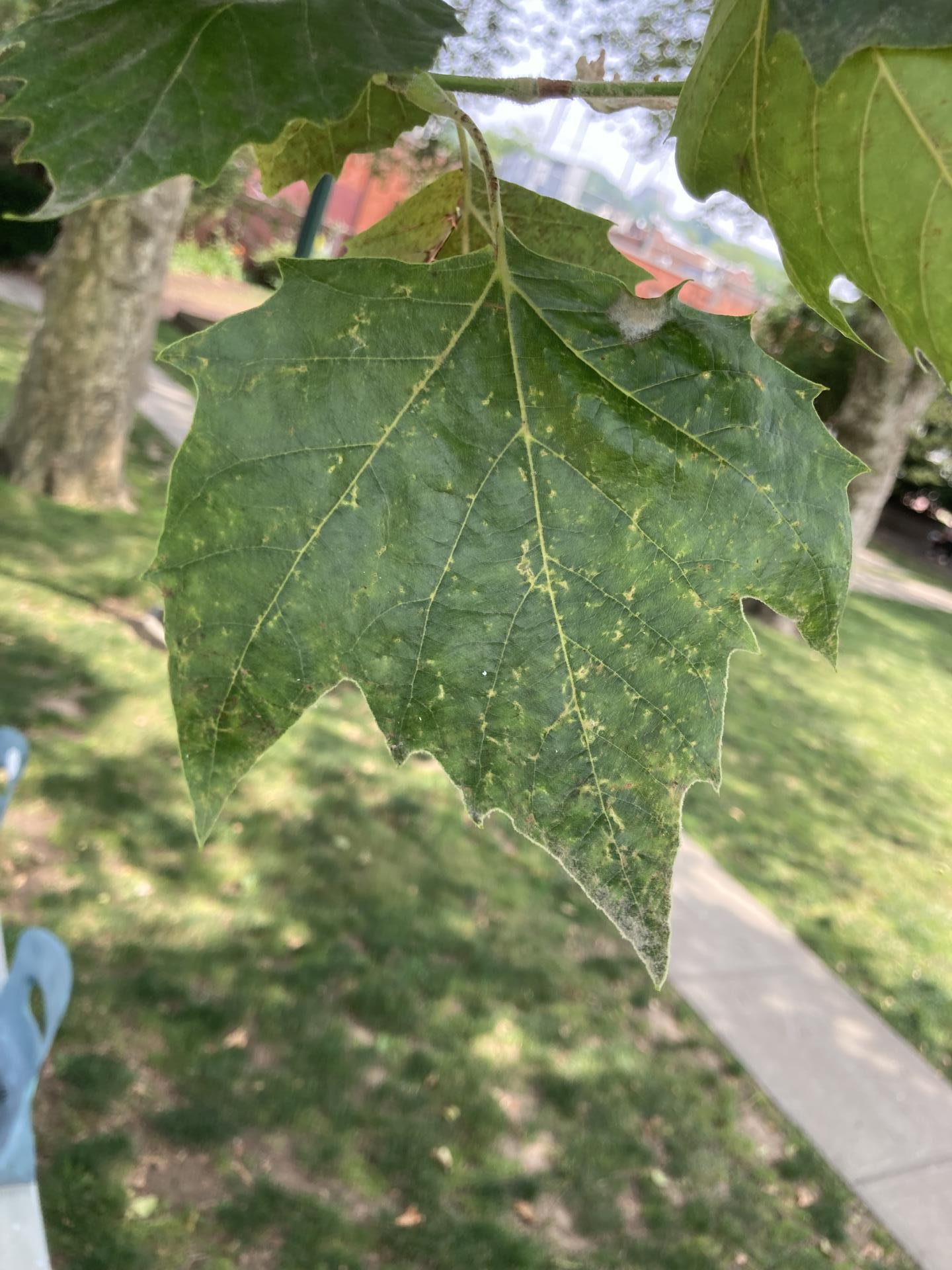 Leaves