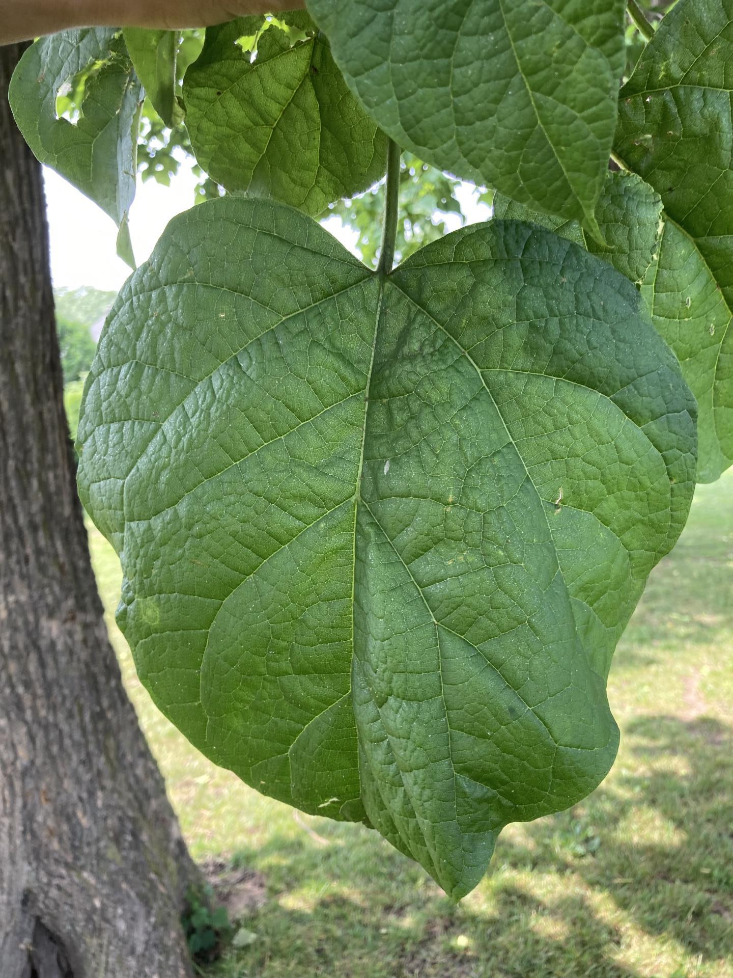 Leaves