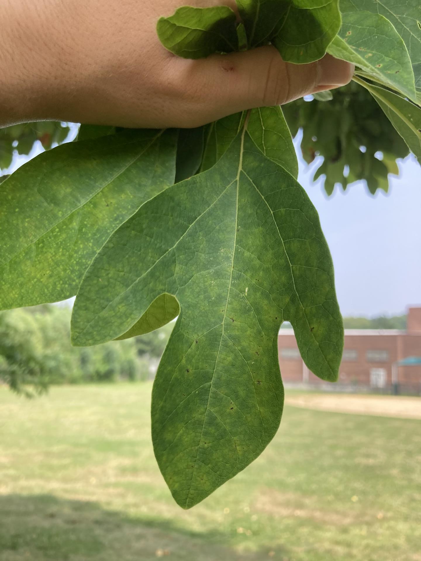 Leaves