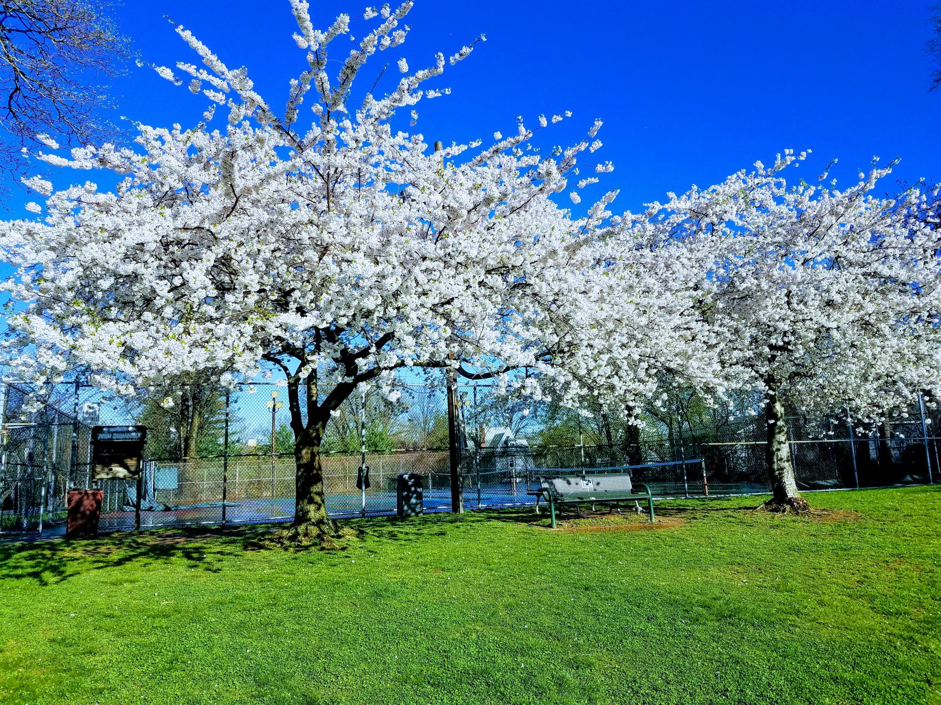 Wood Park Spring Blossom